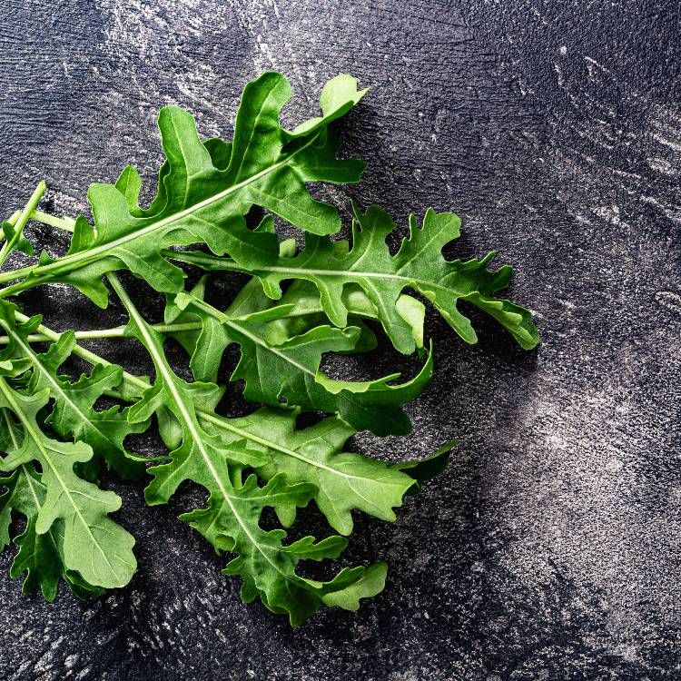 Roquette